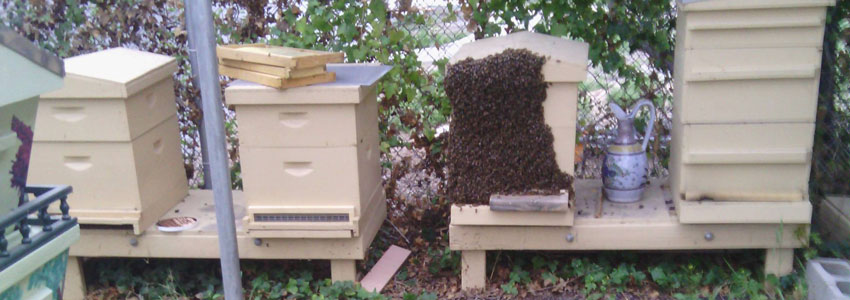 Backyard Bee Removal