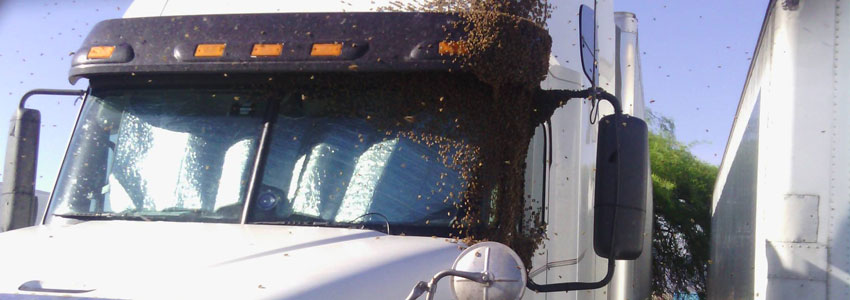 Vehicle Bee Removal