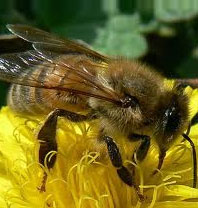 Bee Removal Las Vegas